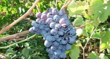 Popis odrůdy alfa, výnosové charakteristiky a pěstitelské vlastnosti